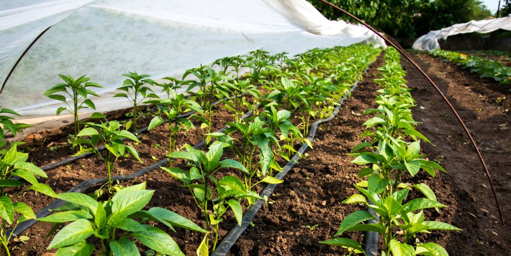 Sustainable farming vision